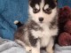 chiots husky sib&eacute;rien &agrave; donner 