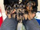 Je donne chiot Yorkshire femelle disponible 