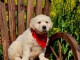 Chiots golden retriever m&acirc;le a donner 