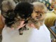 Chiots spitz nain Pom&eacute;ranie disponibles 