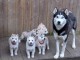 Dons chiot husky sib&eacute;rien 