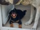 adoption chiot rottweiler disponible 