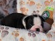 Dons chiot Boston terrier m&acirc;le 
