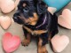 Adoption chiot rottweiler &agrave; donner 