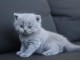 Chatons British Shorthair et Longhair LOOF disponibles
