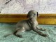 Chiots Petit Levrier Italien disponible &agrave; vendre 