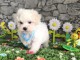 Chiots bichon fris&eacute; a donner 