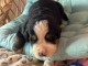 Dons chiot bouvier bernois &agrave; donner 