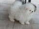 Je donne chiot type spitz allemand 