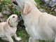 Dons chiot golden retriever m&acirc;le et femelle 