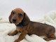 Chiots teckel &agrave; poil ras disponible 