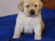Je donne chiot labrador retriever 