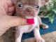 B&eacute;b&eacute; chiot chihuahua femelle a donner 