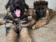 Chiots Berger Allemand &agrave; Poil Long