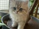 chaton persan chinchilla disponible 