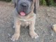 chiot Cane corso femelle disponible 