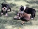 Adoption chiot Boston terrier 