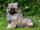 Adoption chiot spitz allemand femelle 