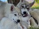 chiot sib&eacute;rien husky a donner 