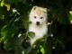 B&eacute;b&eacute; chiot husky sib&eacute;rien m&acirc;le 