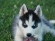 Magnifique chiot husky sib&eacute;rien 