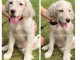 Adorable chiot setter anglais femelle 