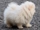 Chiot spitz allemand race pure 