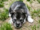 Chiot sib&eacute;rien husky a donner 