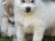 Dons chiot husky sib&eacute;rien 