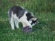 Dons chiot husky sib&eacute;rien 