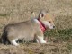 Chiots Welsh Corgi Pembroke magnifique 