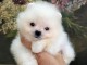 b&eacute;b&eacute; chiot spitz allemand femelle 