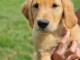 chiots golden retriever m&acirc;le a donner 