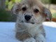 Chiots Welsh Corgi Pembroke femelle disponible 