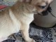 adorable chiot chihuahua femelle a donner urgent 