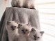 b&eacute;b&eacute; chaton ragdoll disponible pour adoption 