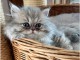 magnifique chatons persan &agrave; donner 