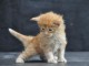 magnifique chatons maine coon &agrave; donner 