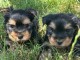 adoption chiot yorkshire terrier m&acirc;le et femelle 