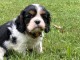 b&eacute;b&eacute; chiot type cavalier king charle femelle a donner 