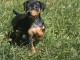 chiot pinscher nain &agrave; adopter 
