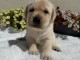 adorable chiot labrador retriever 