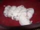 magnifique chiot bichon fris&eacute; 