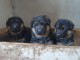 chiot berger allemand lof &agrave; donner 