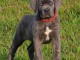 je donne chiot cane Corso m&acirc;le 
