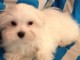 b&eacute;b&eacute; chiot bichon maltais m&acirc;le 