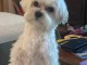 adopter chiot bichon maltais m&acirc;le 