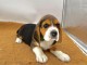 b&eacute;b&eacute; chiot beagle disponible 