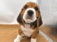 Dons chiot beagle disponible m&acirc;le 