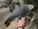 perroquet gris du Gabon m&acirc;le a donner 